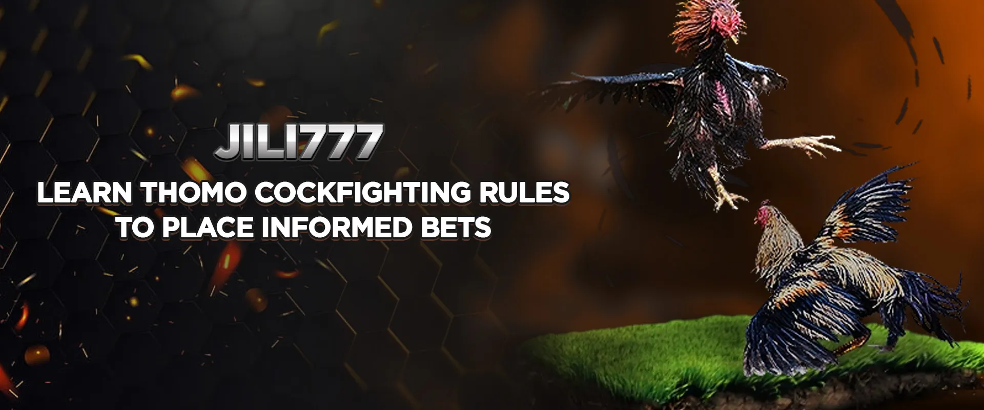 Learn Thomo cockfighting rules to place informed bets