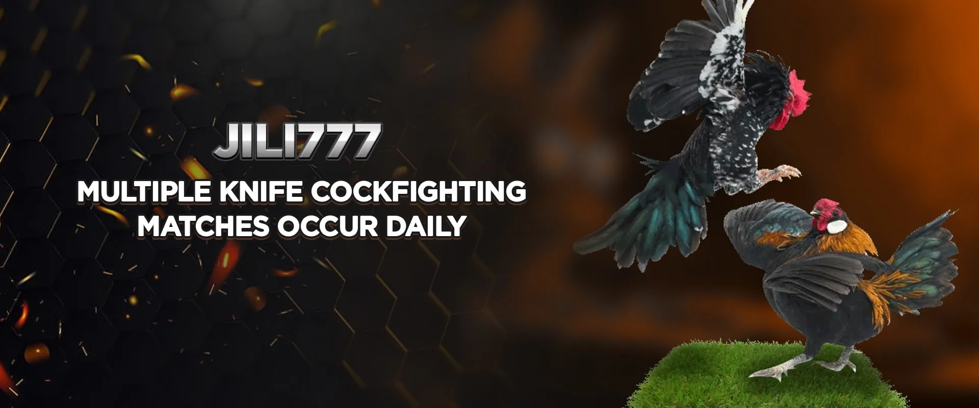 Multiple knife cockfighting matches occur daily