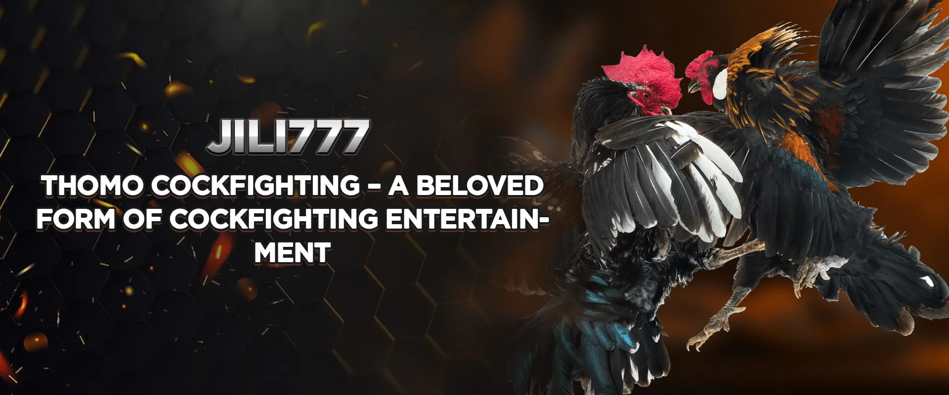 Thomo Cockfighting – A beloved form of cockfighting entertainment