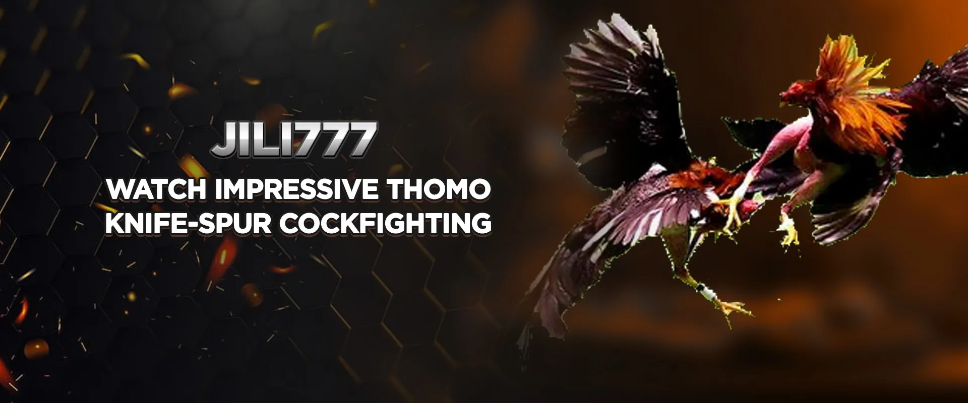 Watch impressive Thomo knife-spur cockfighting